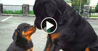Rottweilers Best Videos Compilation Funny Cute Rottweiler