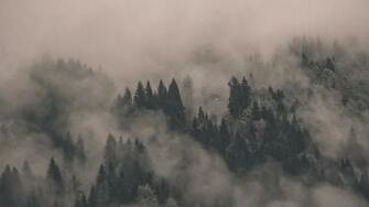 Foggy Forest Wallpaper Flip HD