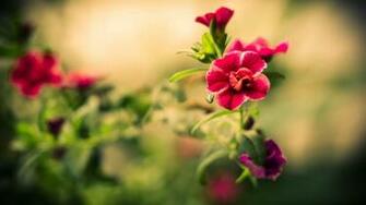 Blurry Flower Mac Wallpaper
