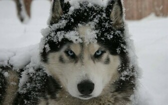 Siberian Husky Wallpaper Dogs