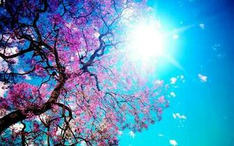 Pink Wallpaper Web Blue And