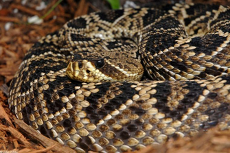 Eastern Diamondback Rattlesnake Wallpaper HD Diamond Pattern