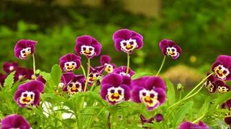Bright Flower Wallpaper