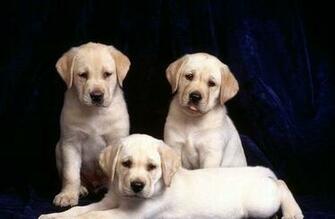 Puppy Wallpaper And Screensavers