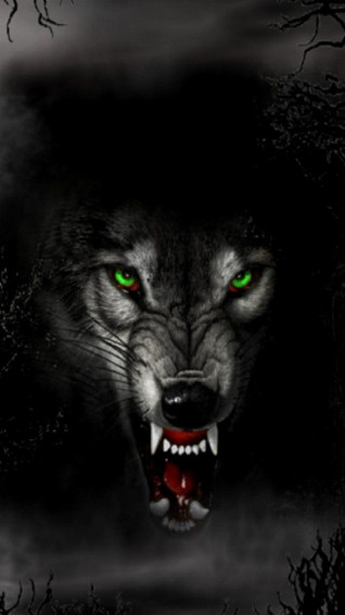 Wolf iPhone Background Wallpaper