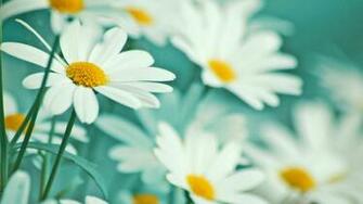 White Flowers Spring HD Desktop Mobile Wallpaper Background 9walls