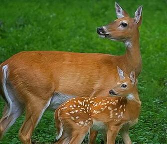 Doe A Deer Female Wallpaper