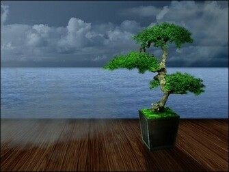 Bonsai Wallpaper