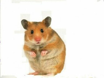 Cute Hamster Hamsters Hintergrund