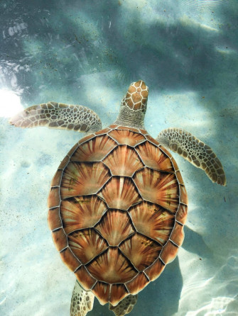 Cute Turtle Wallpaper
