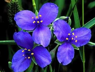 Blue Orchid Flower Wallpaper Orchids