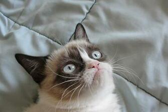 Grumpy Cat Pictures HD Wallpaper