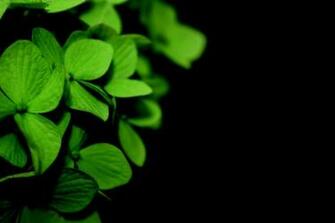 Cool Irish Wallpaper Flowers By