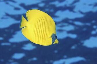Exotic Gold Fish Swimming HD Wallpaper The Database