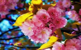 Spring Flowers Background Beautiful
