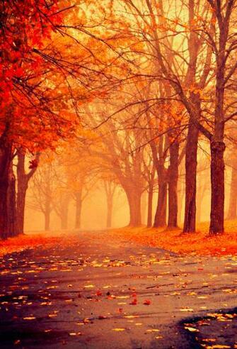 Wallpaper A Day Only Retina iPhone New iPad Fall Colors