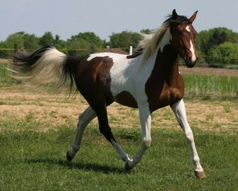 Paint Horse Wallpaper HD