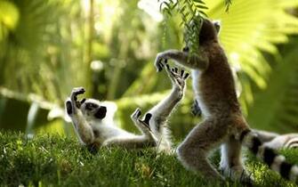 Monkey Live Wallpaper Android Apps On Google Play