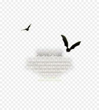 Beak Desktop Wallpaper Computer Feather Font Png