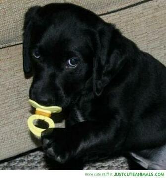 Cute Black Labrador Puppy Baby Dummy Pic Animals Lab Dogs Pictures Jpg