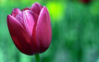 Tulip Flower HD Wide Wallpaper