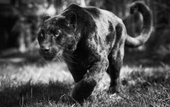 Black Panther Wallpaper Archives HDwallsource