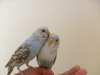 Cute Cockatiel Wallpaper First HD