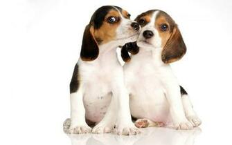 Dogs