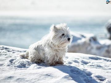 Westie Desktop Wallpaper Dog Breeds Picture