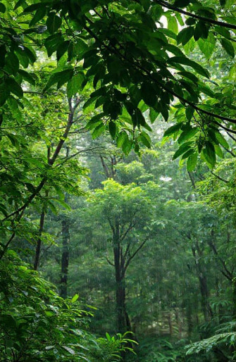 Rainy Forest Wallpaper