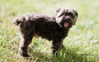 Black Poodle Wallpaper