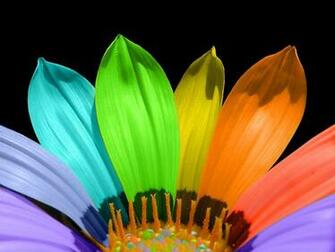Flower Color Petals Wallpaper HD