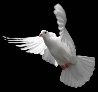 White Dove Wallpaper