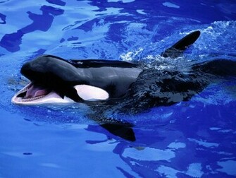 Orca Wallpaper Desktop Background