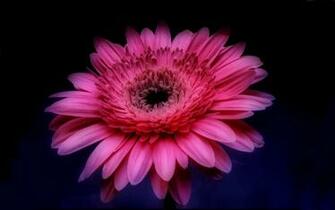 Pink Gerbera Daisy In The Darkness Wallpaper