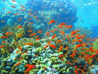 Beautiful Colorful Coral Reefs HD4wallpaper Net