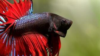 S Favourites Nobody Animals Fishes