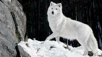Wolf HD Wallpaper Live Screenshot