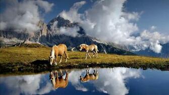 Most Beautiful Horse Wallpaper At Wallpaperbro