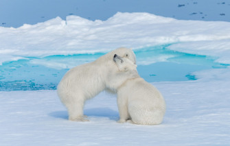 Wallpaper Winter White Snow Nature Pose Shore Ice Bear
