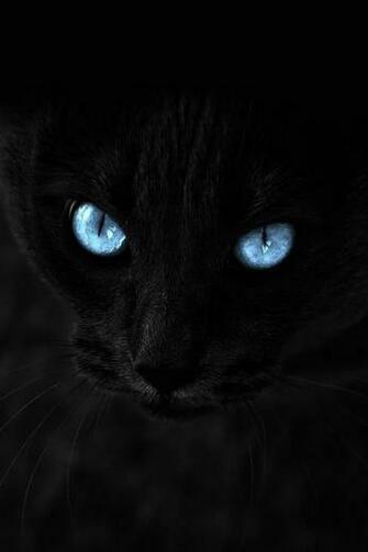 Black Cat iPhone Wallpaper All Eyes On You
