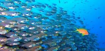 Deep Sea Underwater Wallpaper