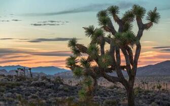Joshua Tree National Park Computer Wallpaper Desktop