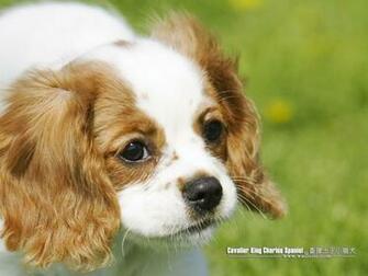 Cavalier King Charles Spaniel Puppy Wallpaper No