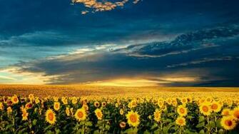 Jerusalem Garden Meadow Sunflowers Landscape Nature HD City