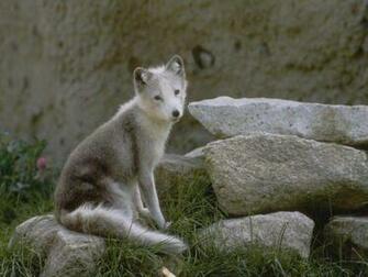 Cute Baby Wolf Pictures Wallpaper HD Base