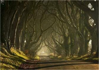 Dark Hedges Northern Ireland Forest Nature Trees Fun Green HD