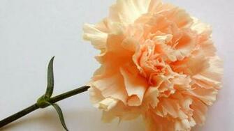Carnation Pc Background 53hti Bsnscb Graphics