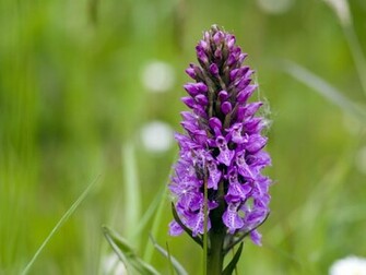 Picture Of A Purple Wild Orchid Wildflowers Background
