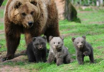 Kodiak Bear Wallpaper Desktop